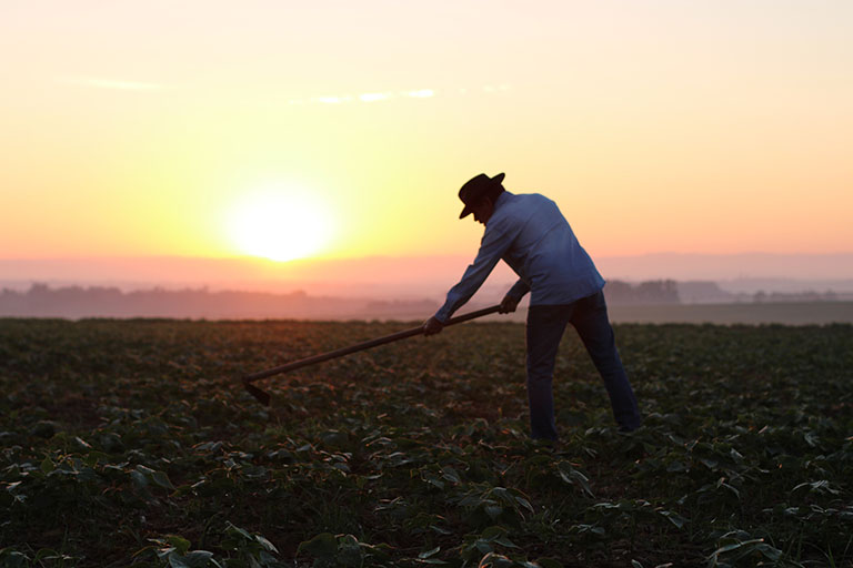 Utah migrant worker in a agricultural field